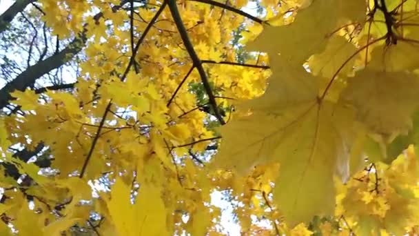 秋天的树叶在风中飘扬. — 图库视频影像