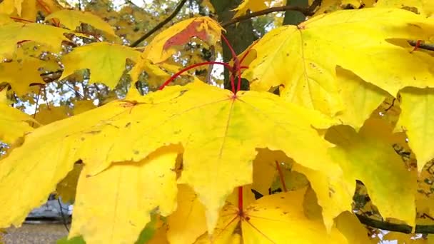 Φθινοπωρινά φύλλα στον άνεμο. — Αρχείο Βίντεο