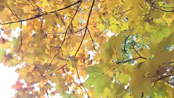 Herbstblätter im Wind. — Stockvideo