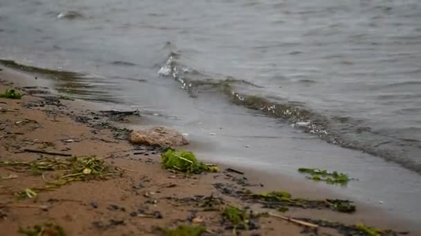 Surf błotnista woda na brzegu. — Wideo stockowe