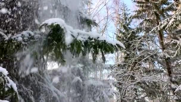 Chute Neige Des Conifères Dans Forêt Est Lente Nature Hivernale — Video