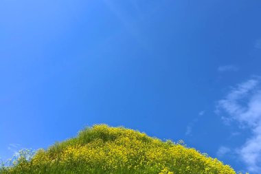 Çiçekli çayırların pastoral manzarası.