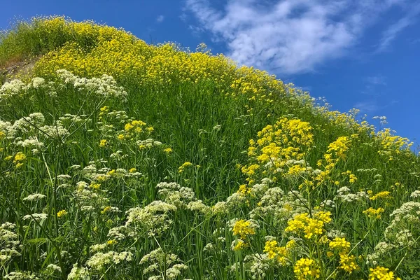 Pastoral landscape of flowering meadows. — Stock Photo, Image