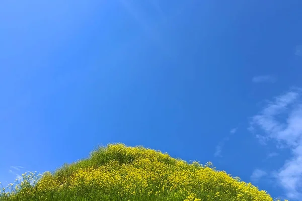 開花草原の牧歌的な風景. — ストック写真