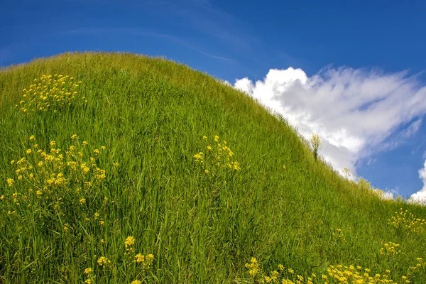 The landscape of pastoral green hills with trees. — Stockfoto