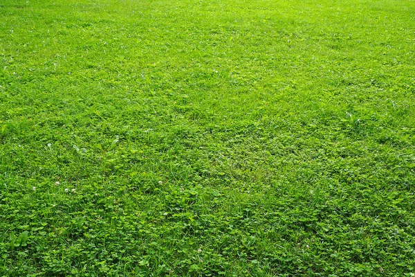 Contexte de l'herbe fraîche coupée . — Photo