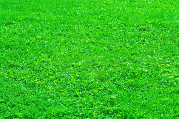 Background of fresh cut grass. — Stockfoto