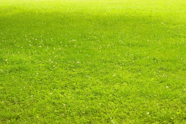 Background of fresh cut grass. — Stockfoto