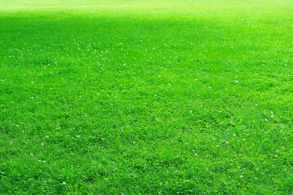 Background of fresh cut grass. — Stockfoto