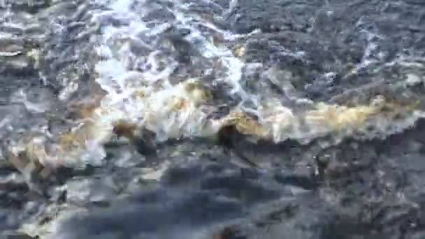 Pour l'eau turbulente sur les rapides . — Video