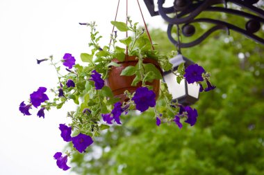 Tencerelerde sallanan sokak çiçekleri.