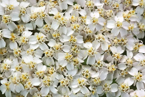 Bakgrunden till deras vilda vita blommor. — Stockfoto