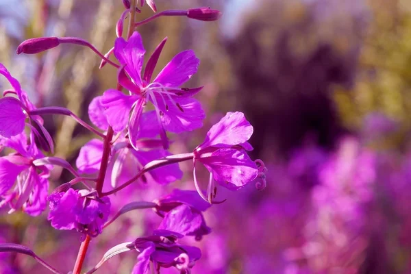 Pembe Fireweed çiçekleri.