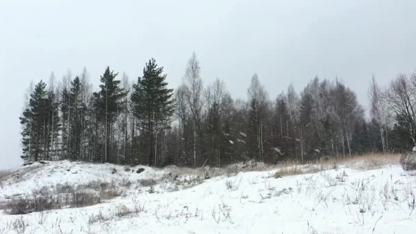 Πτώση χιονιού στο βόρειο άγριο δάσος της Ευρώπης. — Αρχείο Βίντεο