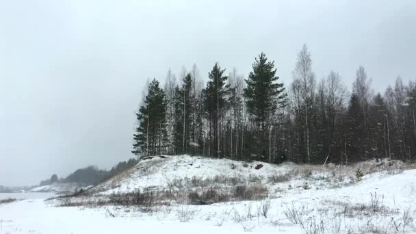 Snöfall Norra Vildskogen Europa Vinterlandskap Snö Och Träd — Stockvideo