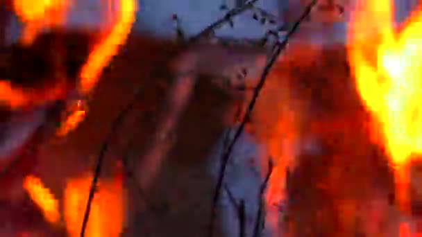 Incêndio Florestal Sobre Vegetação Chama Forte Isolado Fundo Escuro — Vídeo de Stock