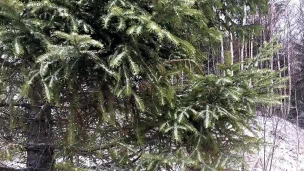 Śnieg Północnym Lesie Zimowy Krajobraz Śniegu Drzew — Wideo stockowe