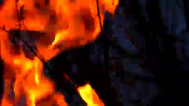 Forest fire blazing on vegetation.