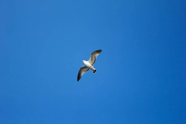 Seagull soar in blue sky. — Stock Fotó