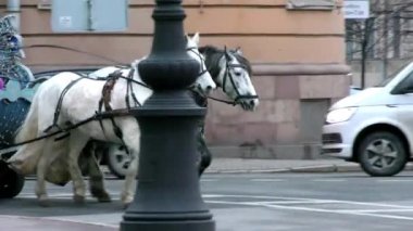 Şehir caddesinde atlar tarafından çizilmiş bir araba. Saint Petersburg 'da eski ve modern kentsel stillerin senkronizasyonu.