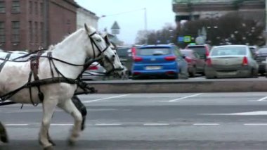 Şehir caddesinde atlar tarafından çizilmiş bir araba. Saint Petersburg 'da eski ve modern kentsel stillerin senkronizasyonu.