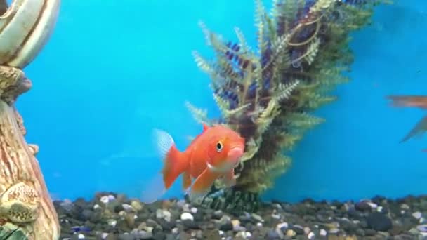 Aquarium decoratieve vissen in blauw water. — Stockvideo