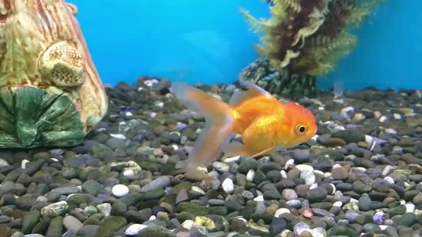Akwarium dekoracyjne ryby w niebieskiej wodzie. — Wideo stockowe