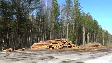 Kesilen ağaçlar ilkbahar ormanlarında istiflenmiş. suçlu.