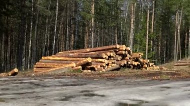 Kesilen ağaçlar ilkbahar ormanlarında istiflenmiş. suçlu.