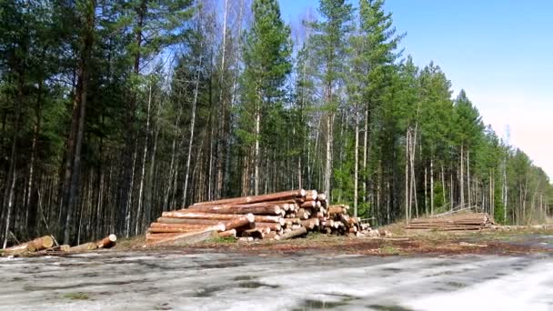 Egy halom kivágott fa halmozódott fel a kora tavaszi erdőben. büntető. — Stock videók