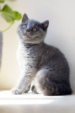 İngiliz kedisi Küçük bir bebek.