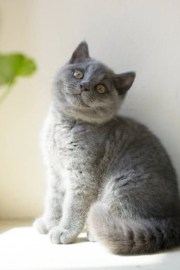 İngiliz kedisi Küçük bir bebek.