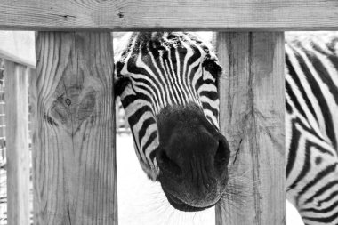 Esaretteki vahşi hayvanlar.