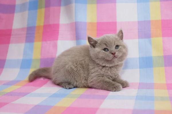Cat British Small Baby — Stock Photo, Image