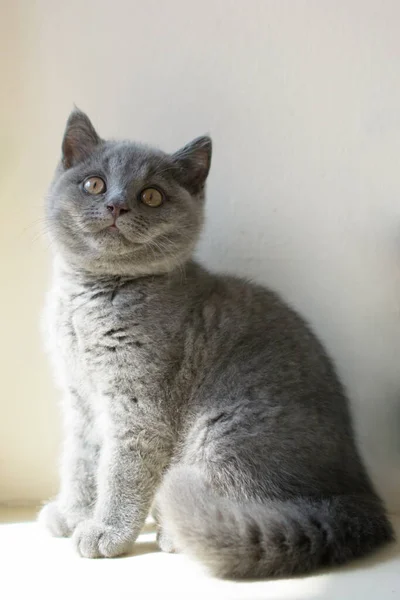 Cat British Small Baby — стоковое фото