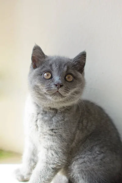 Cat British Small Baby — 스톡 사진