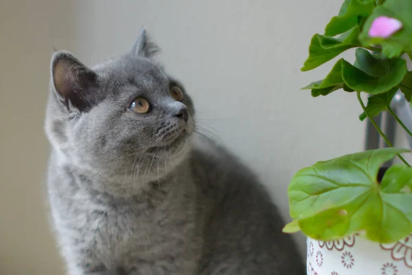 Gato Británico Pequeño Bebé —  Fotos de Stock