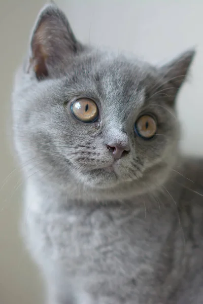 Cat British Small Baby — Stock Photo, Image