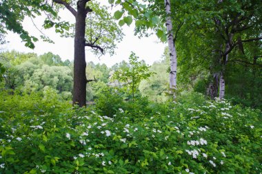Avrupa 'nın doğası..