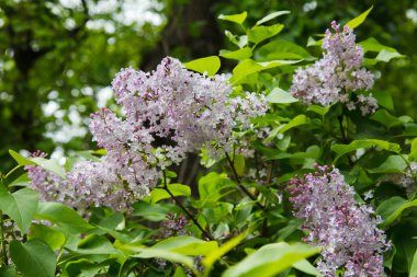 Bahar ve yaz başında açan çiçek ağacı..