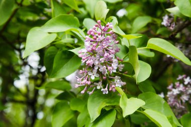 Bahar ve yaz başında açan çiçek ağacı..