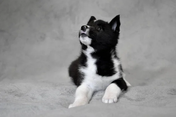 Lindo Perrito Negro Raza Perros Del Norte Ruso Europeo Laika —  Fotos de Stock