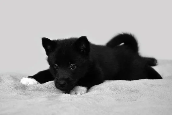 Χαριτωμένο Μικρό Μαύρο Κουτάβι Βόρεια Ράτσα Σκύλων Ρωσική Ευρωπαϊκή Λαϊκά — Φωτογραφία Αρχείου