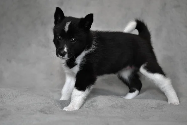 Şirin Küçük Siyah Köpek Yavrusu Kuzeyli Köpek Irkı Rus Avrupa — Stok fotoğraf