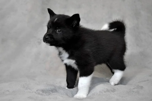 Cute Little Black Puppy Northern Dog Breed Russian European Laika — Stock Photo, Image