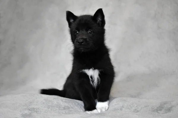 Şirin Küçük Siyah Köpek Yavrusu Kuzeyli Köpek Irkı Rus Avrupa — Stok fotoğraf