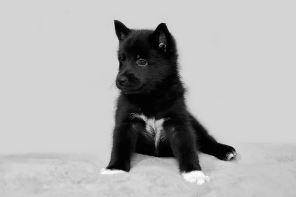 Słodki Czarny Szczeniaczek Północny Pies Rasy Rosyjsko Europejskiej Laika — Zdjęcie stockowe