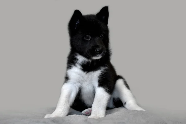 Mignon Petit Chiot Noir Chien Race Russe Européenne Laika — Photo