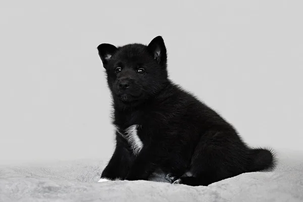 Χαριτωμένο Μικρό Μαύρο Κουτάβι Βόρεια Ράτσα Σκύλων Ρωσική Ευρωπαϊκή Λαϊκά — Φωτογραφία Αρχείου