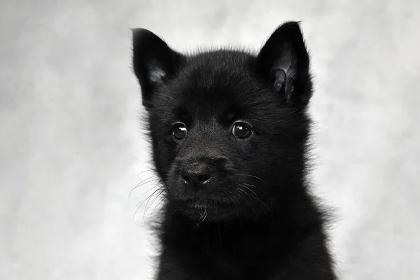 Retrato Cachorro Blanco Negro Cabeza Raza Perro Del Norte Ruso —  Fotos de Stock